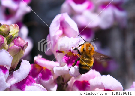 Tiger bumblebee flying over a flower 129139611