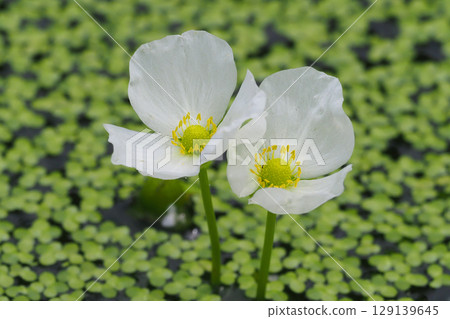 闊葉慈姑花 闊葉慈姑花 129139645