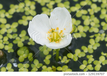 Flowers of broad-leaved arrowhead 129139707