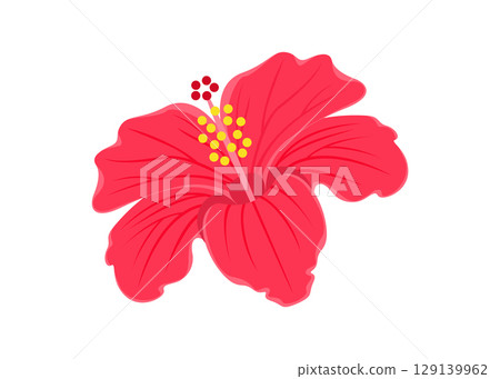 Hibiscus, tropical flower stock illustration Hibiscus, tropical flower stock illustration 129139962