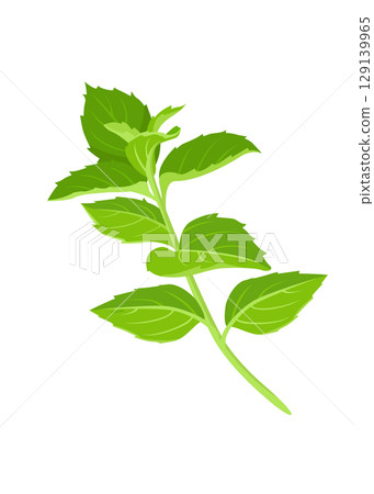 Mint leaf isolated on white background stock illustration 129139965