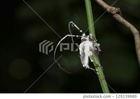一隻死去的成年長角甲蟲，被白殭硬菌絲體覆蓋（戶外昆蟲微距攝影） 129139980