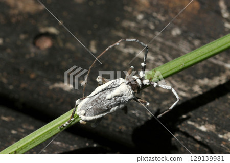 一隻死去的成年長角甲蟲，被白殭硬菌絲體覆蓋（戶外昆蟲微距攝影） 129139981