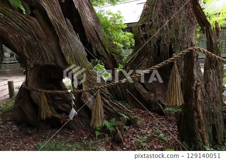 Oyamazumi Shrine: Camphor tree for Noin Hoshi rainmaking (Omishimacho, Imabari City, Ehime Prefecture) 129140051