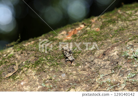 一對小棕茶象鼻蟲夫婦在一棵大樹的樹幹上交配（戶外野外昆蟲微距攝影） 129140142