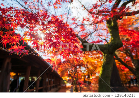 Colorful autumn maple leaves by Tsutenkyo corridor of Tofuku-j, Kyoto 129140215