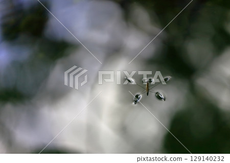 水面上的Amenbo 129140232