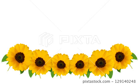 Yellow sunflower fresh flower decorative frame material Photo image background Transparent PNG Yellow sunflower fresh flower decorative frame material Photo image background Transparent PNG 129140248