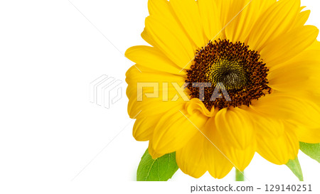 Large yellow sunflower fresh flower frame banner background, white background, copy space, photo image background, transparent PNG 129140251
