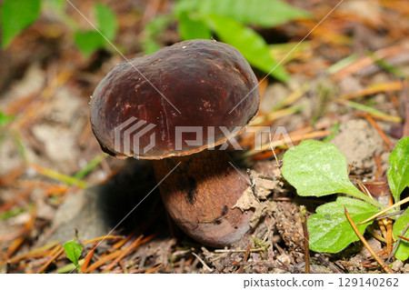 The velvety brown cap of the American velvet mushroom in a forest in the scorching heat (macro photography of fungi and mushrooms in the natural environment) The velvety brown cap of the American velvet mushroom in a forest in the scorching heat (macro photography of fungi and mushrooms in the natural environment) 129140262
