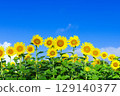 藍天：向著太陽綻放的向日葵 129140377