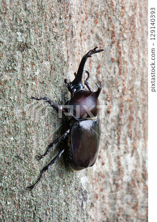 A beetle climbing a tree 129140393