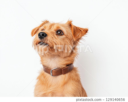 small, fluffy dog with light brown coat and brown collar gazes curiously against white background, showcasing its playful and attentive nature small, fluffy dog with light brown coat and brown collar gazes curiously against white background, showcasing its playful and attentive nature 129140656