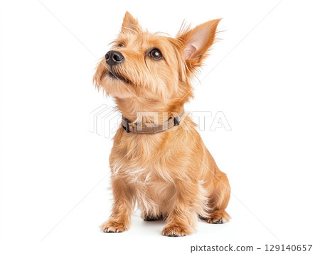 Scottish Terrier dog with golden coat sitting gracefully, showcasing its alert expression and playful demeanor 129140657