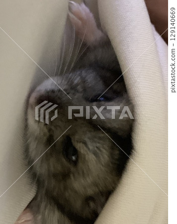 擁抱倉鼠 129140669