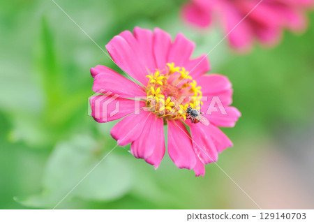 Zinnia violacea Cav, Z violacea or Plantae, Asteraceae or Magnoliopsida or Zinnia violacea or pink flower and a bee 129140703
