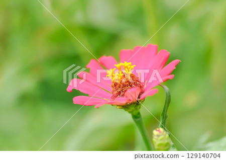 Zinnia violacea Cav, Z violacea or Plantae, Asteraceae or Magnoliopsida or Zinnia violacea or pink flower 129140704