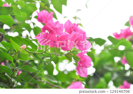 Bougainvillea or paper flower , red paper flower or fuchsia flower Bougainvillea or paper flower , red paper flower or fuchsia flower 129140706