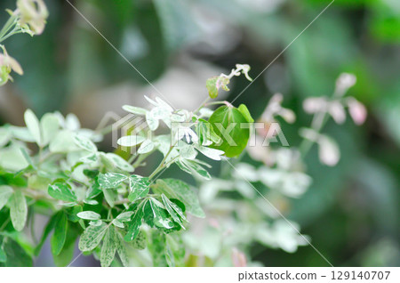 Pithecellobium dulce Roxb Benth, Manila Tamarind or Madras Thorn or FABACEAE 129140707