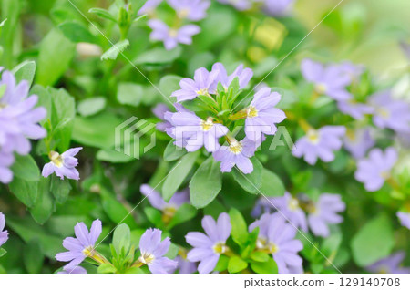 Fairy Fan Flower , Half flower or Scaevola or Scaevola sp or purple flower Fairy Fan Flower , Half flower or Scaevola or Scaevola sp or purple flower 129140708