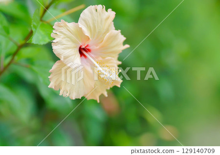 Chinese rose or Hibiscus or Hibiscus rosa sinensis or Hibisceae or Malvaceae , white hibiscus or cream coloured flower or beige flower Chinese rose or Hibiscus or Hibiscus rosa sinensis or Hibisceae or Malvaceae , white hibiscus or cream coloured flower or beige flower 129140709
