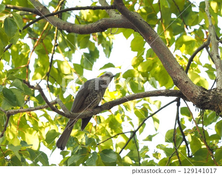 A brown-eared bulbul perched on a camphor tree branch A brown-eared bulbul perched on a camphor tree branch 129141017