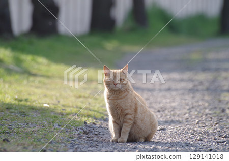 Standing cat 129141018