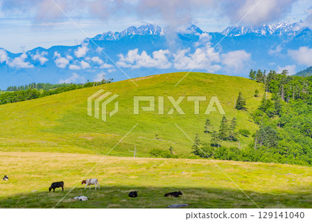 [Nagano Prefecture] View of the Northern Alps from Mt. Ushibuse on the Utsukushigahara Plateau 129141040