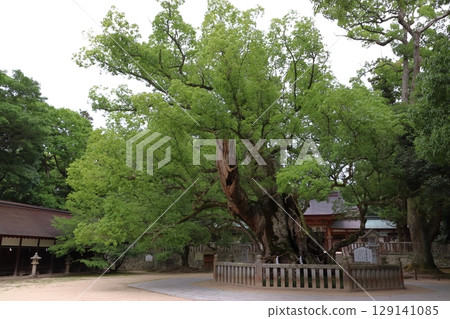 大山純神社：大知命親手種植的樟樹（愛媛郡今治市大三島町） 129141085