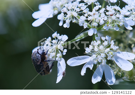 Core hanamuguri sucking flower nectar Core hanamuguri sucking flower nectar 129141122