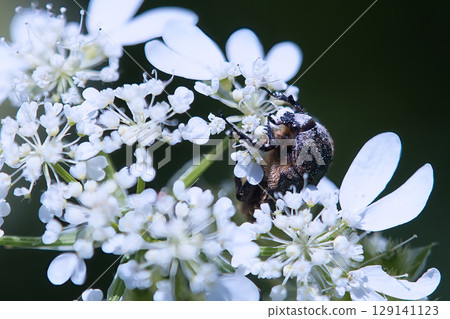 Flower beetle resting on an Orleans flower Flower beetle resting on an Orleans flower 129141123