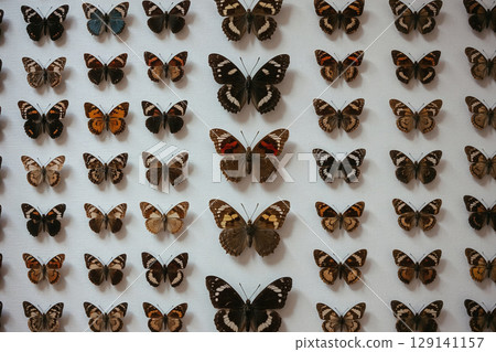 A large collection of preserved taxidermy butterflies from various species. The insects are perfectly organized in a grid pattern on a white background, showing natural diversity. 129141157