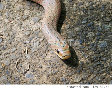 Euprepiophis Conspicillatus Euprepiophis Conspicillatus 129141238