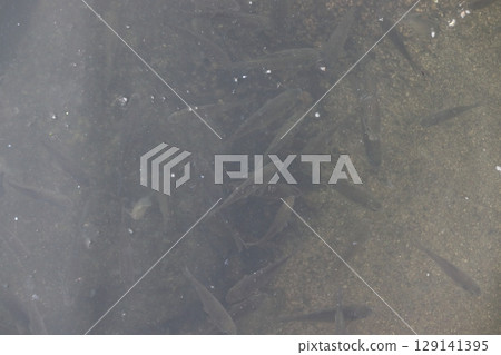 Crucian carp swimming below Oyamazumi Shrine: Miyanoura Honkawa tributary (Omishima-cho, Imabari City, Ehime Prefecture) 129141395