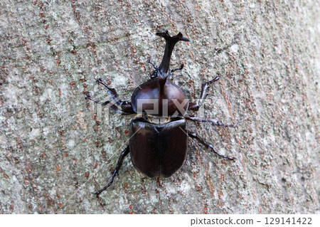 A beetle climbing a tree A beetle climbing a tree 129141422