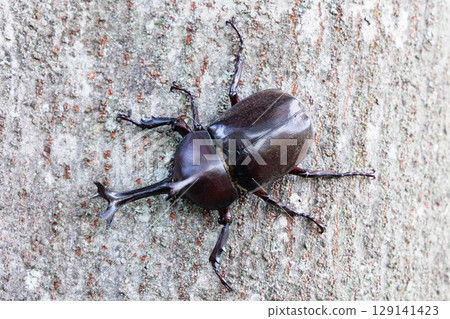 A beetle climbing a tree A beetle climbing a tree 129141423