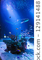 水族館鯊魚 129141488