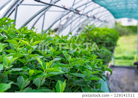 Lush Greenery Flourishes in Greenhouse, Cultivating Growth and Sustainable Agriculture Lush Greenery Flourishes in Greenhouse, Cultivating Growth and Sustainable Agriculture 129141511