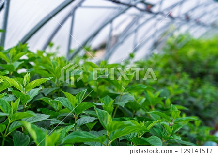 Lush Green Plants Growing Inside a Greenhouse for Sustainable Agriculture Practices Lush Green Plants Growing Inside a Greenhouse for Sustainable Agriculture Practices 129141512