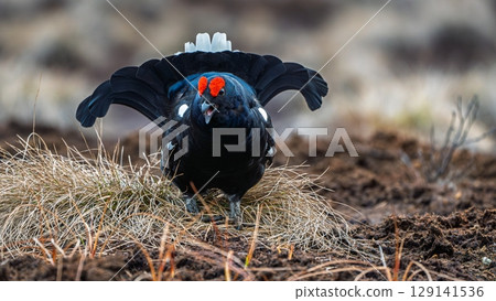 Black Grouse Displaying in Spring A Majestic Bird in its Natural Habitat on a Sunny Day Black Grouse Displaying in Spring A Majestic Bird in its Natural Habitat on a Sunny Day 129141536