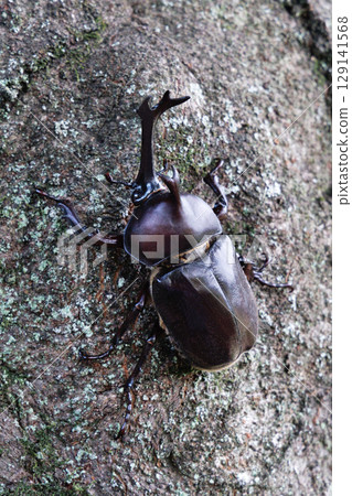 爬樹的甲蟲 129141568