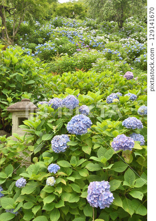 Hydrangea at Zen-ji Temple 129141670