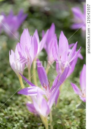 Crocus sativus in Musashino Hills Forest Park, Saitama 129141937