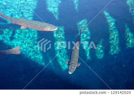 Fish swimming in the crystal clear springs of Oshino Hakkai Fish swimming in the crystal clear springs of Oshino Hakkai 129142020