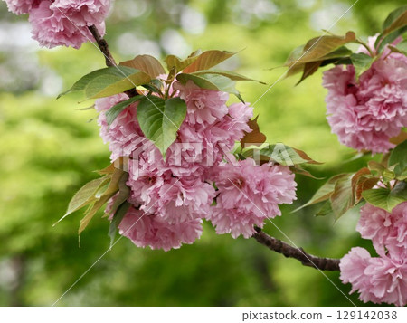 雙櫻花 雙櫻花 129142038