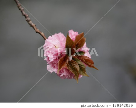 雙櫻花 雙櫻花 129142039