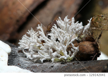 White, jagged, spiky, genus Parasitica (outdoor field fungi and mushrooms macro photography) 129142041