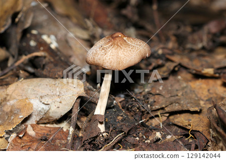 Beige and brown foxglove mushrooms growing on the ground in a wooded area (macro photography of the fungus kingdom in a natural environment) Beige and brown foxglove mushrooms growing on the ground in a wooded area (macro photography of the fungus kingdom in a natural environment) 129142044