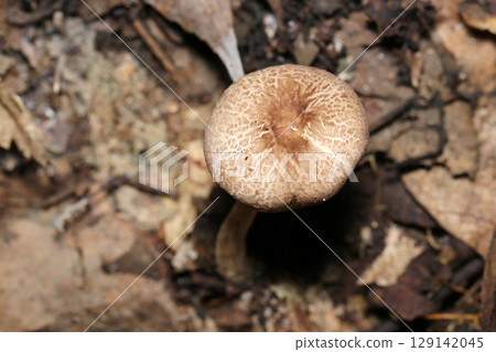 Beige and brown foxglove mushrooms on the ground in a wooded area (macro photography of the fungus kingdom in a natural environment) Beige and brown foxglove mushrooms on the ground in a wooded area (macro photography of the fungus kingdom in a natural environment) 129142045