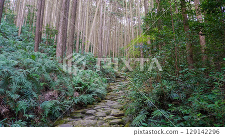 Stone steps on the Magose Pass trekking course on the Kumano Kodo Iseji route Stone steps on the Magose Pass trekking course on the Kumano Kodo Iseji route 129142296